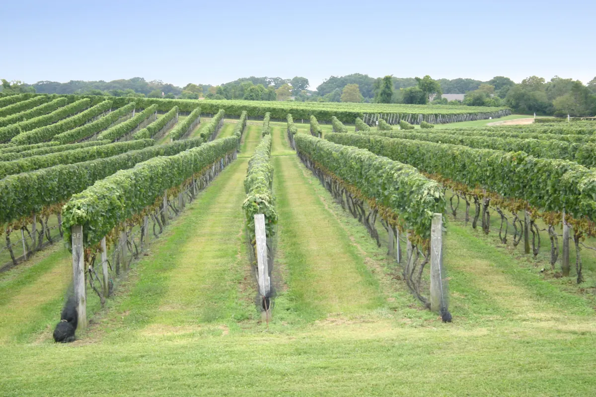 A vineyard in the Hamptons.