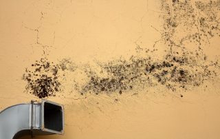 Mildew Dilemma
