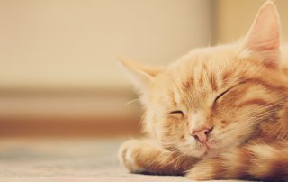 Cat Got Your Carpet?